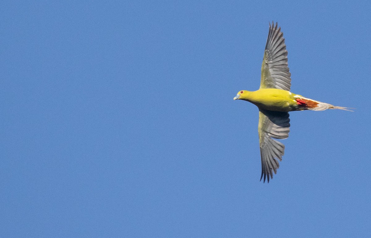 Pin-tailed Green-Pigeon - ML219191221