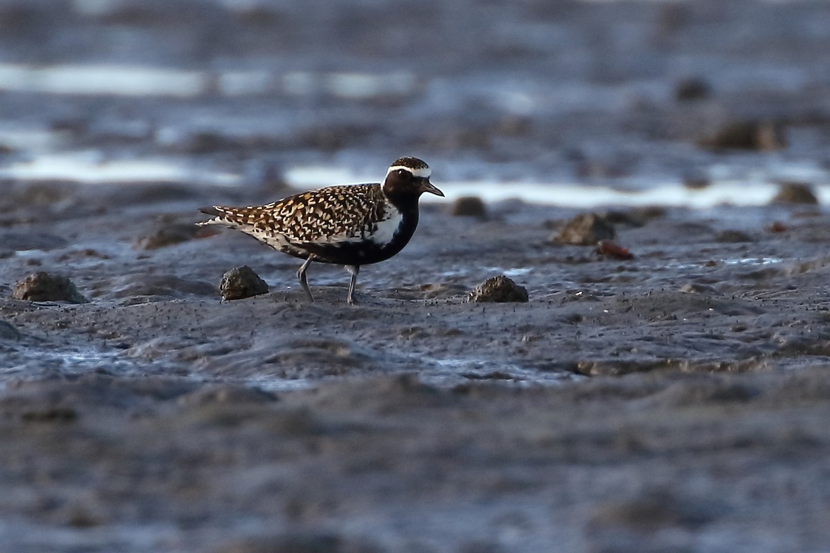 Pacific Golden-Plover - Pablo Silber