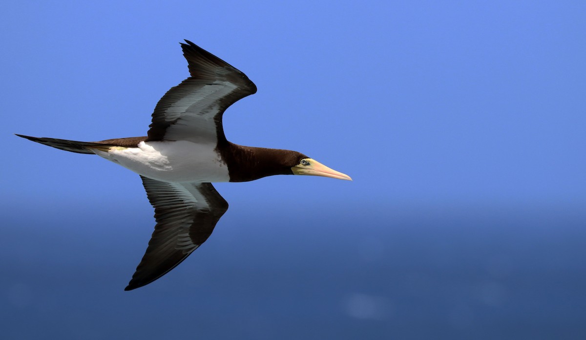 Brown Booby - ML219191471