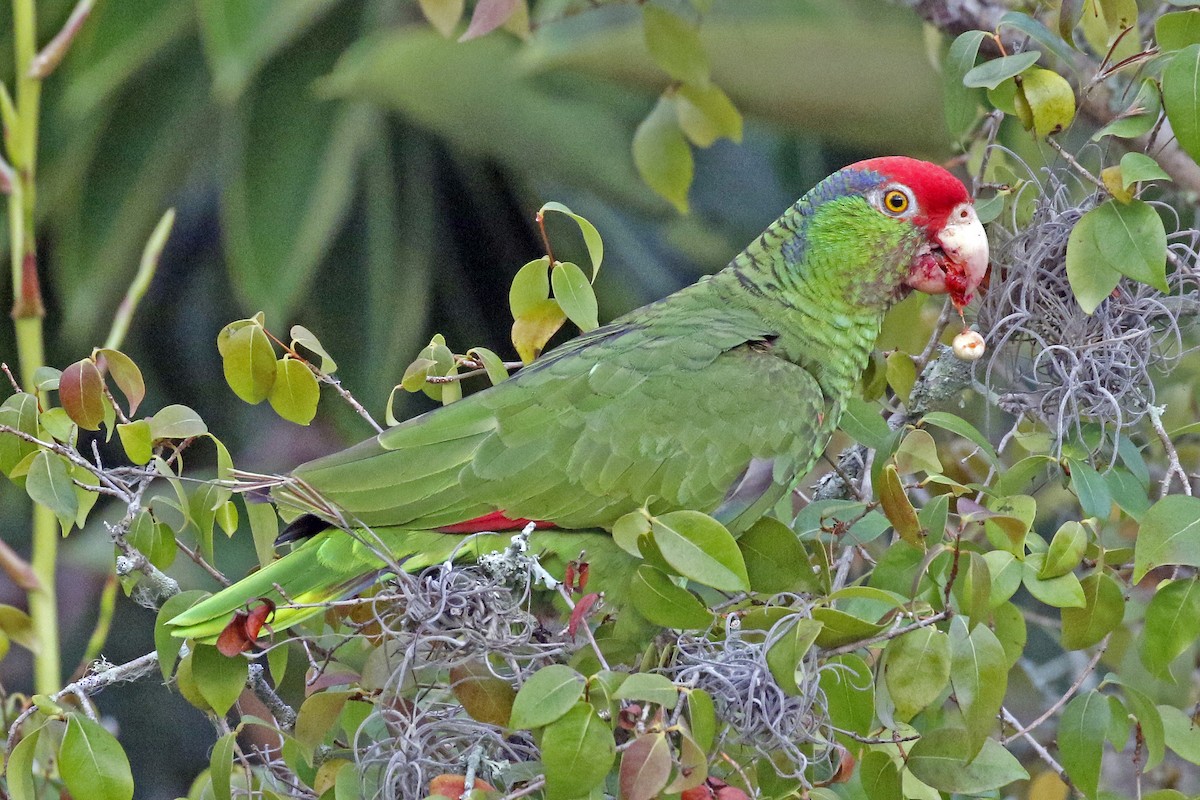 Red-crowned Parrot - David McQuade