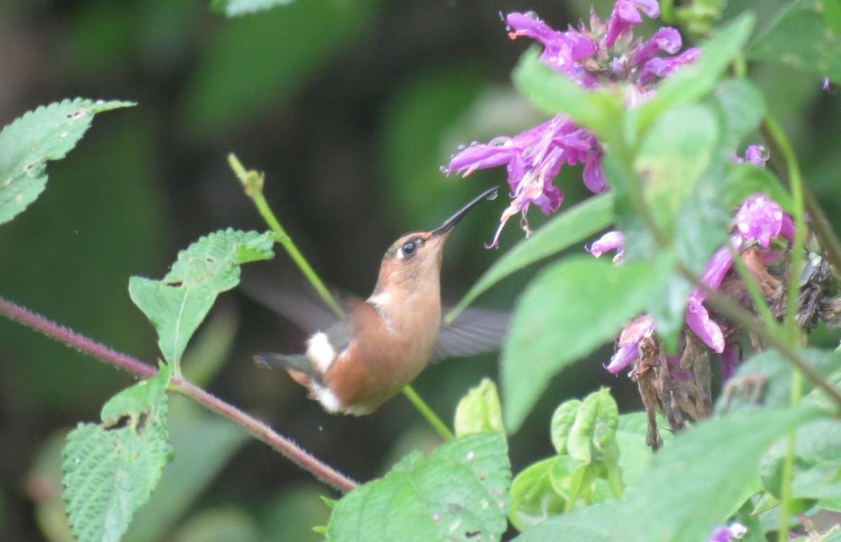 Sparkling-tailed Hummingbird - Maryury  Gomez