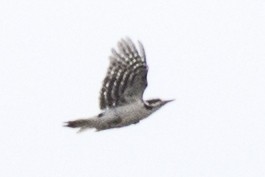 Hairy Woodpecker (Eastern) - David Brown