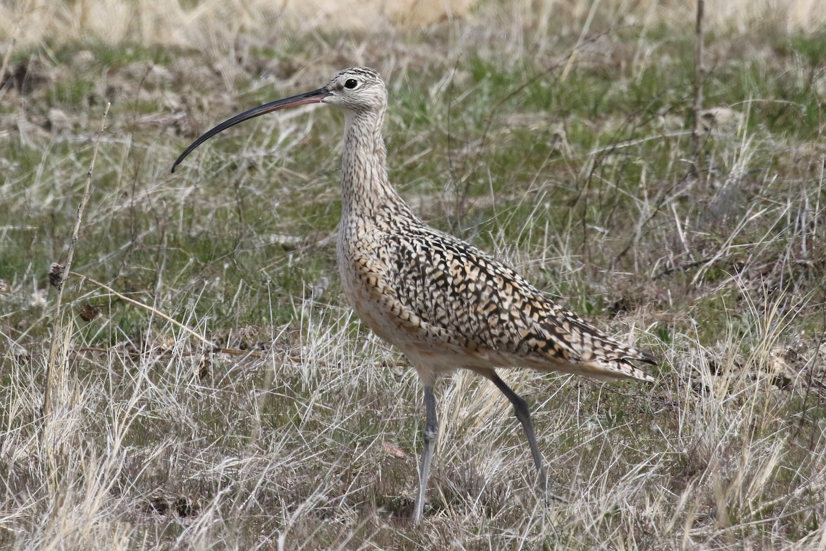 Long-billed Curlew - 🦉Max Malmquist🦉