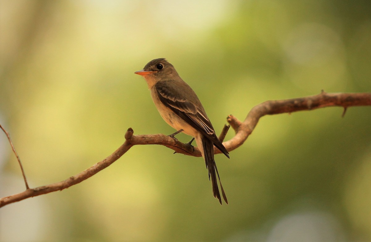Eastern Wood-Pewee - Tommy Small