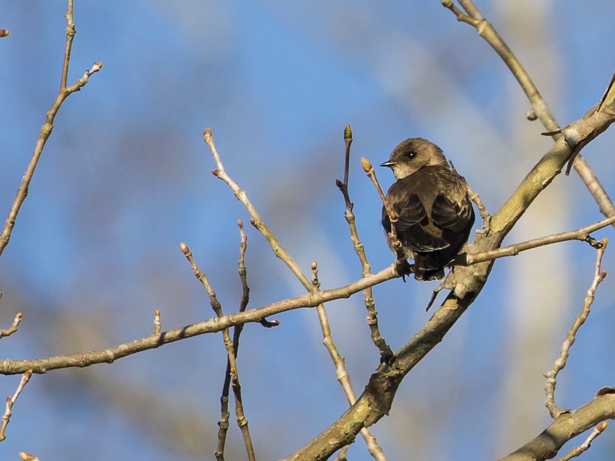 Northern Rough-winged Swallow - Jason Lott