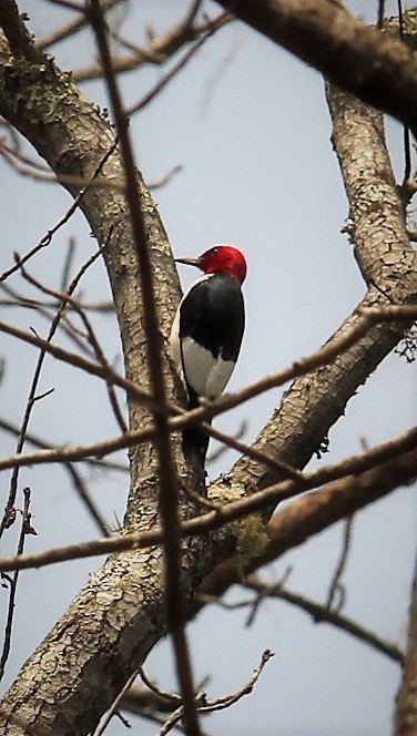 Red-headed Woodpecker - Tommy Small