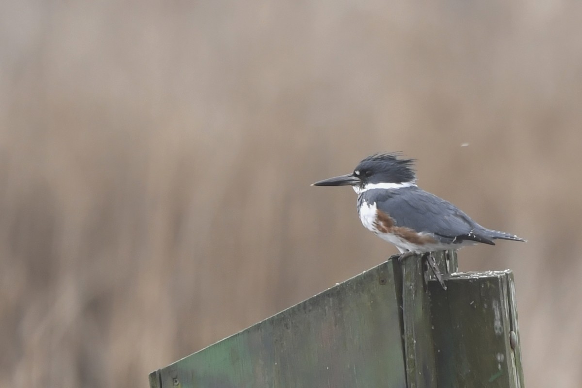 Belted Kingfisher - ML219205321