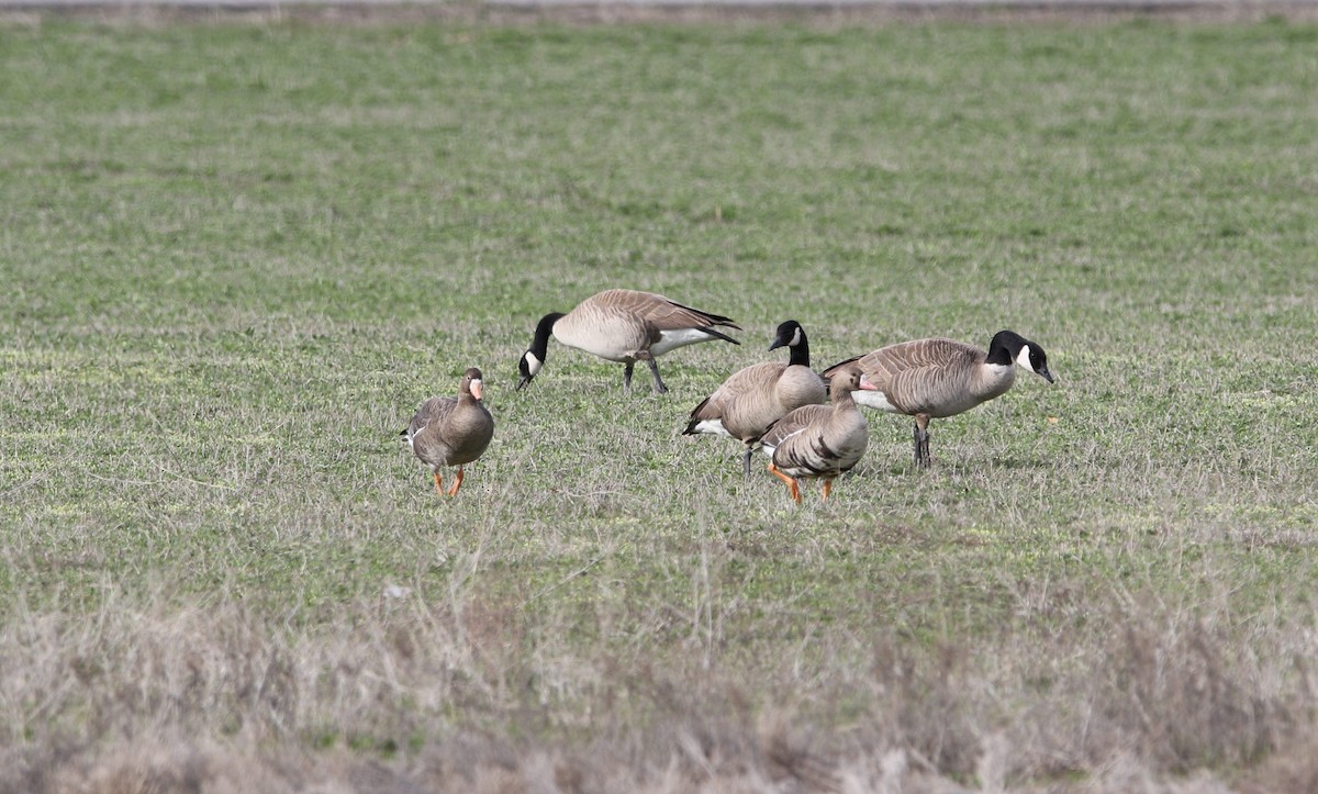 Greater White-fronted Goose - ML219214161