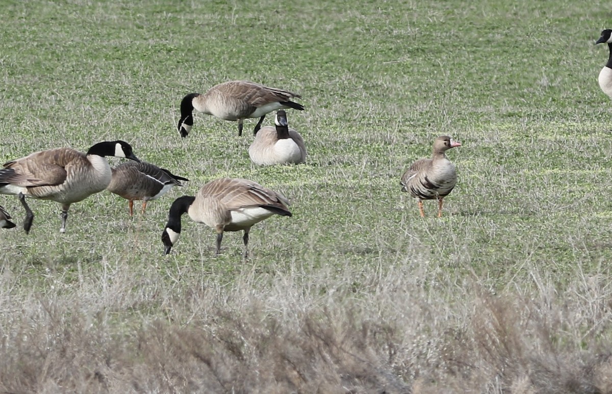 Greater White-fronted Goose - ML219215321