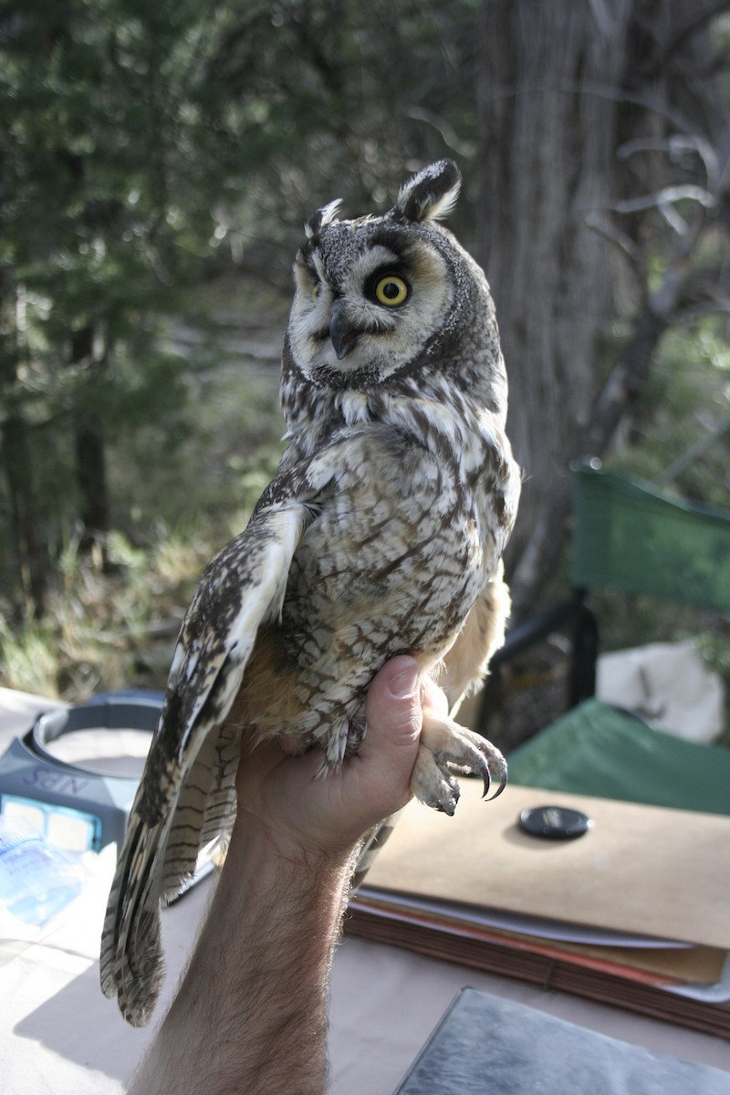 Long-eared Owl - Jessica Thompson