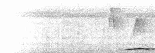 holub tenkozobý [skupina albicapilla] - ML219215811