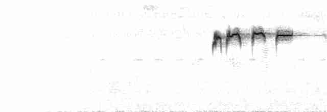 sulawesiflaggermuspapegøye - ML219216251