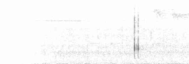 Hair-crested Drongo (White-eyed) - ML219217021