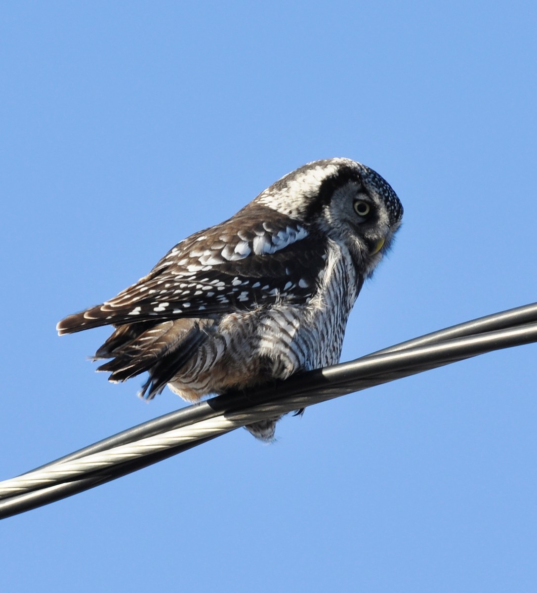 Northern Hawk Owl - Yves Darveau
