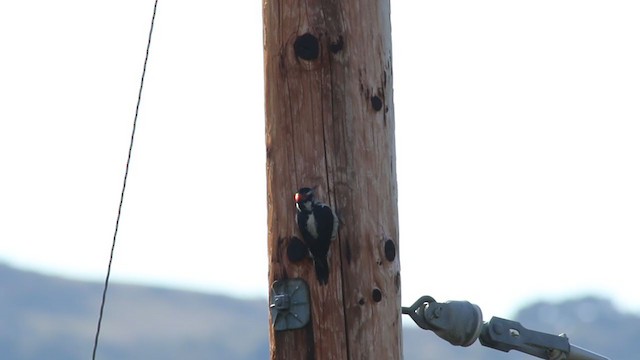 Hairy Woodpecker (Pacific) - ML219223981