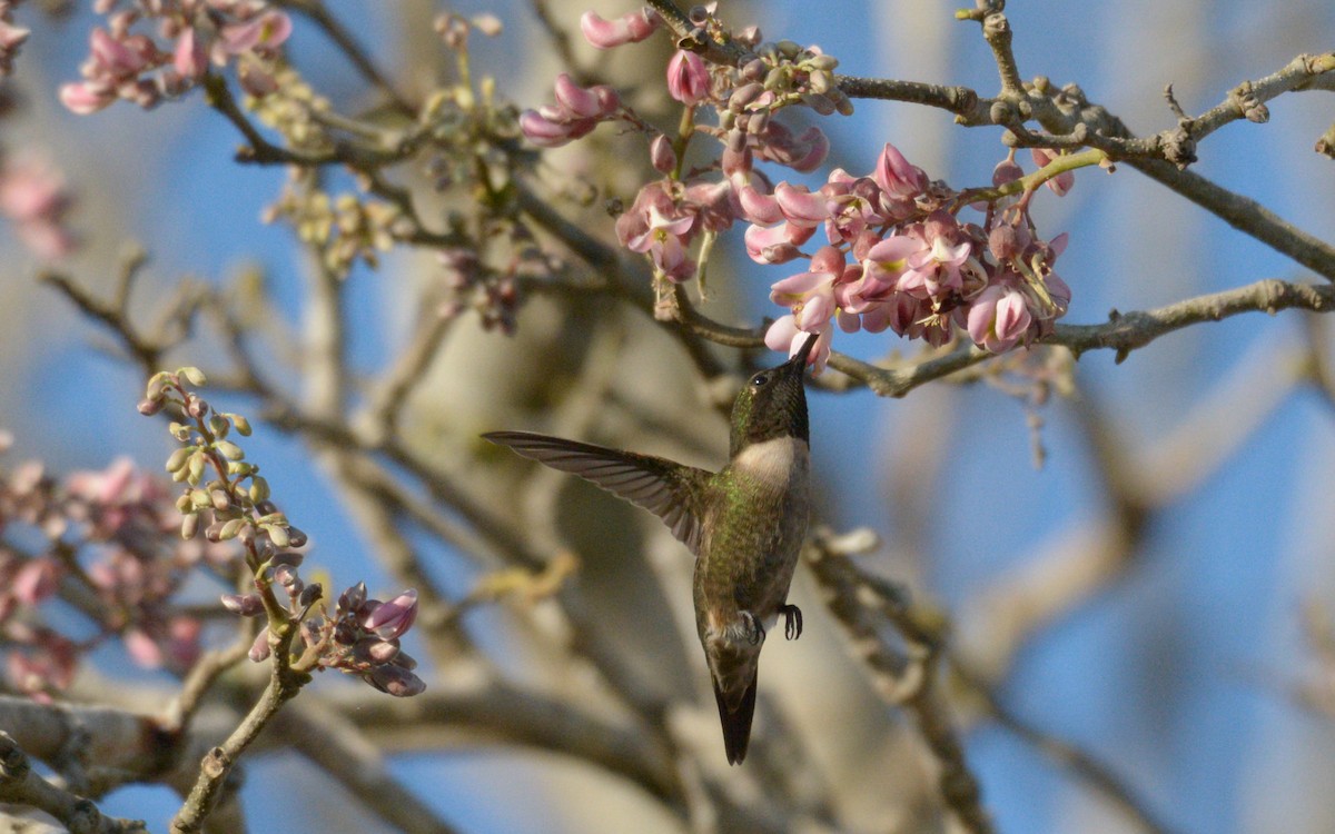 Ruby-throated Hummingbird - Luis Trinchan