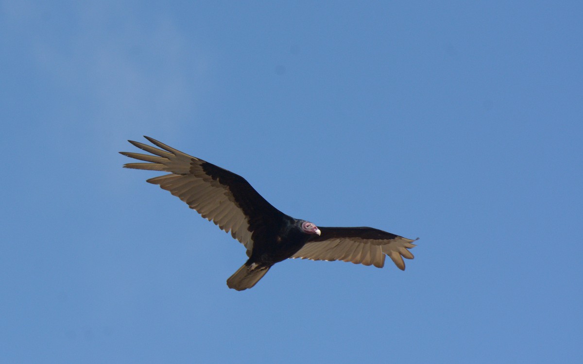 Turkey Vulture (Northern) - Luis Trinchan