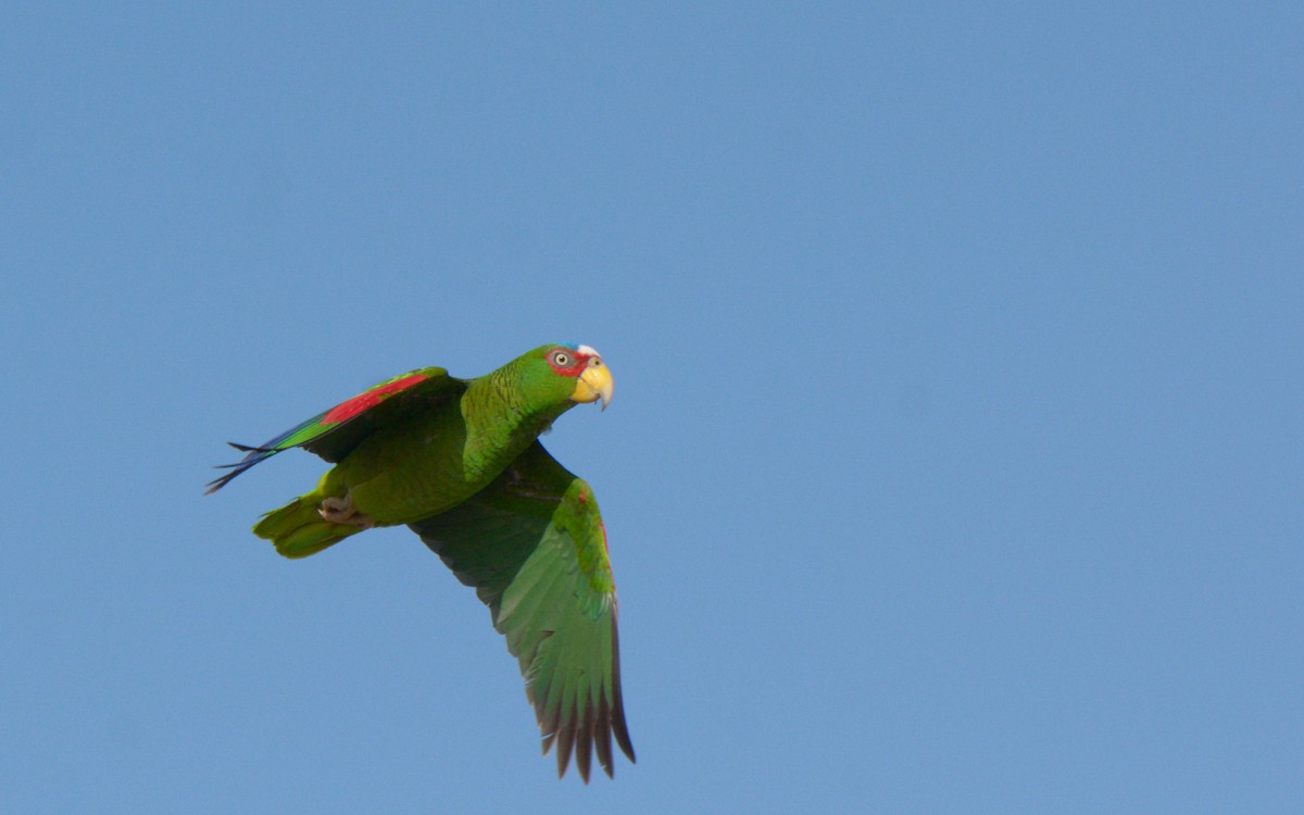 White-fronted Parrot - Luis Trinchan