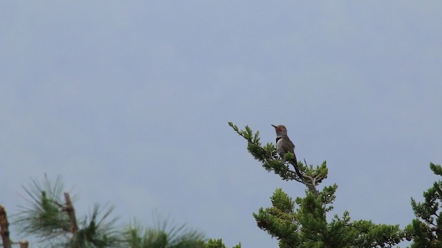 Northern Flicker (Red-shafted) - ML219235861