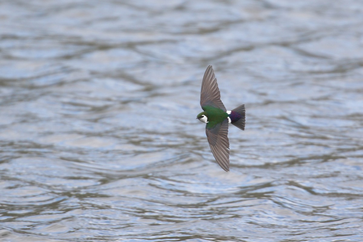 Violet-green Swallow - ML219239521