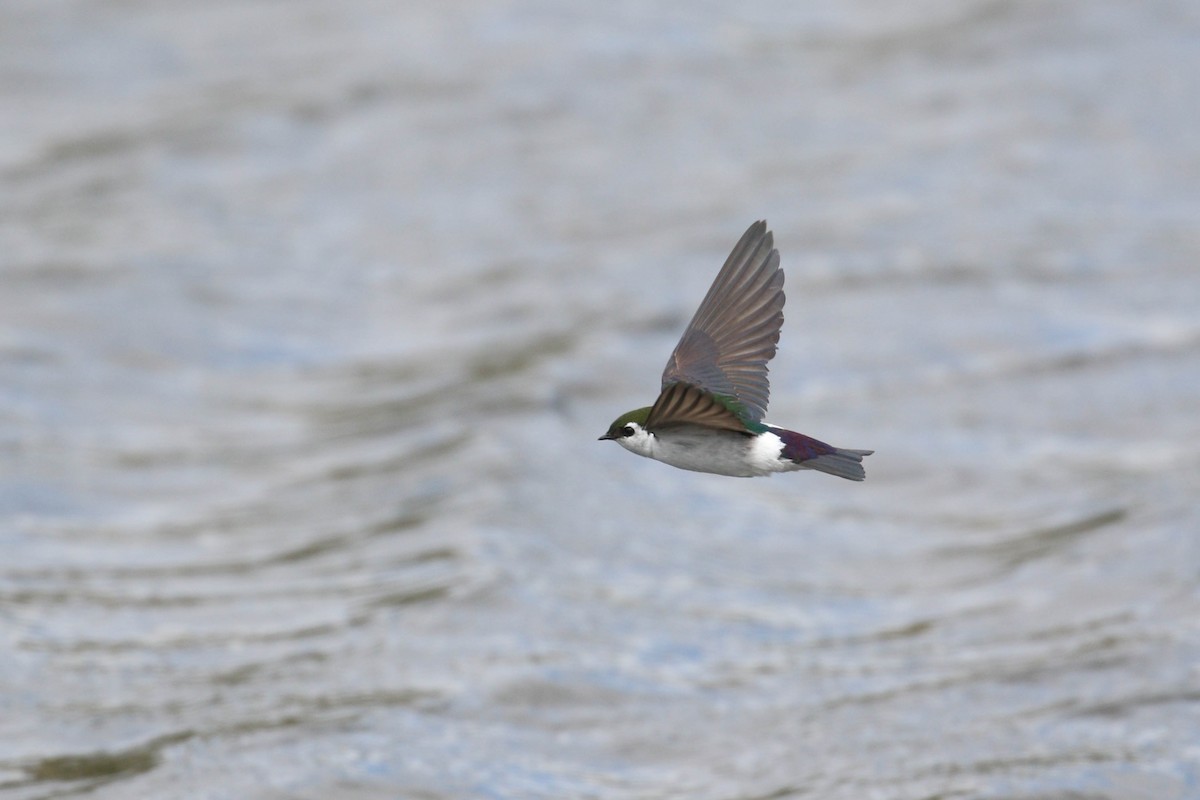 Violet-green Swallow - ML219239591