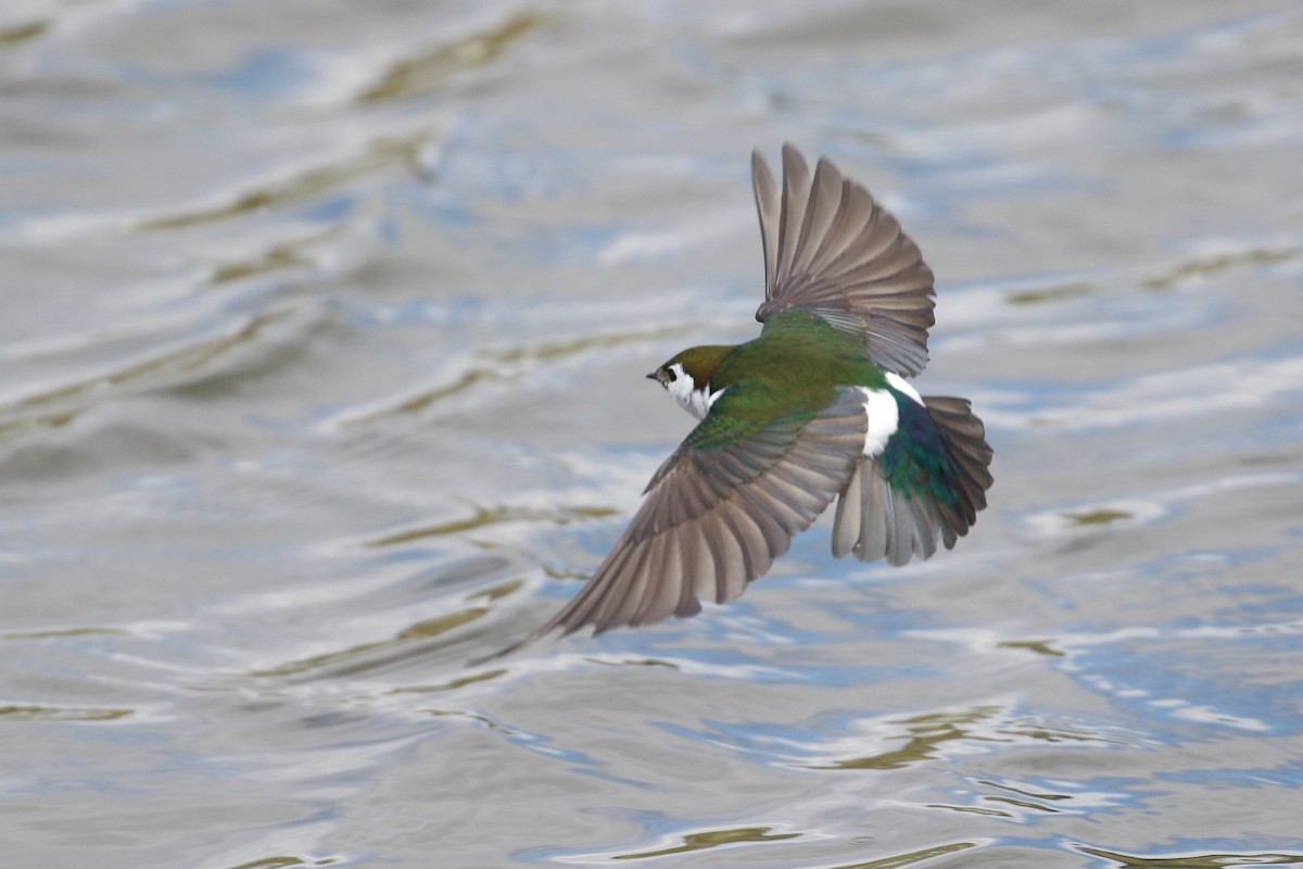 Violet-green Swallow - ML219239641