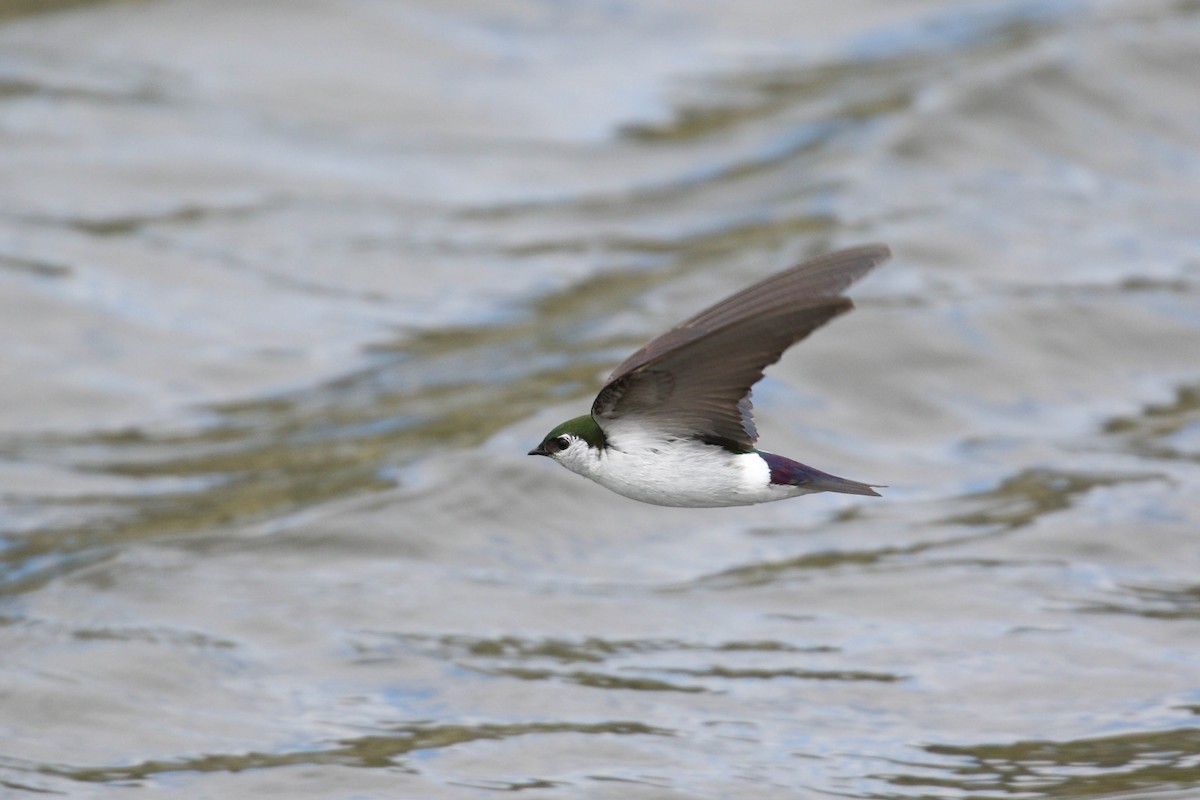 Violet-green Swallow - ML219239801