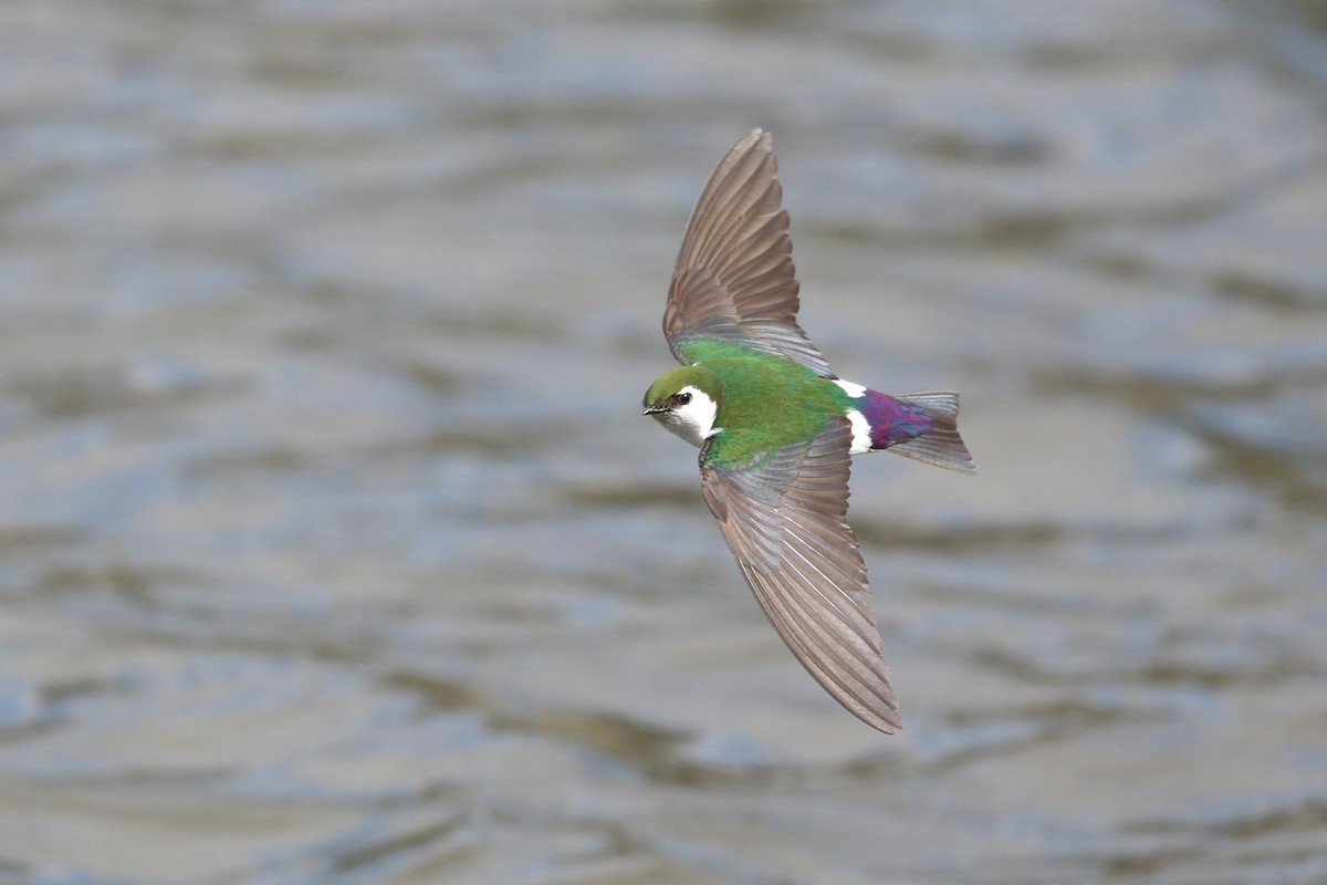 Violet-green Swallow - ML219239841