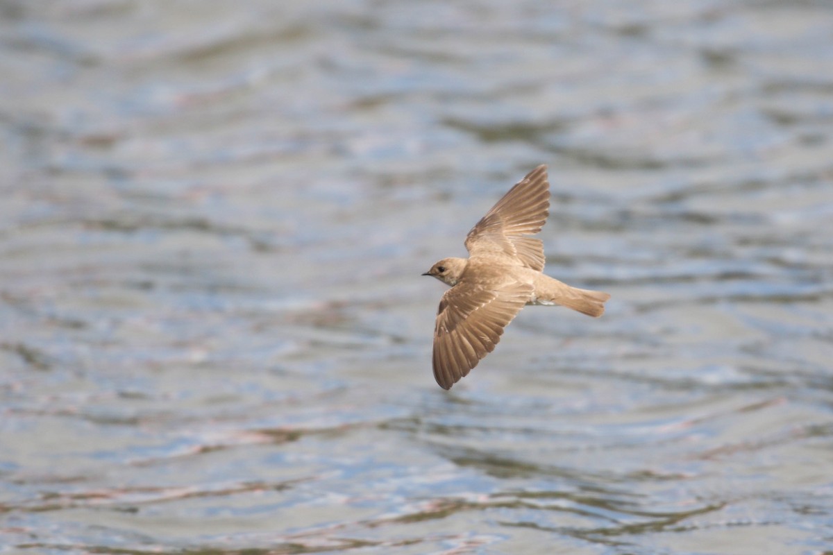 Northern Rough-winged Swallow - ML219239921