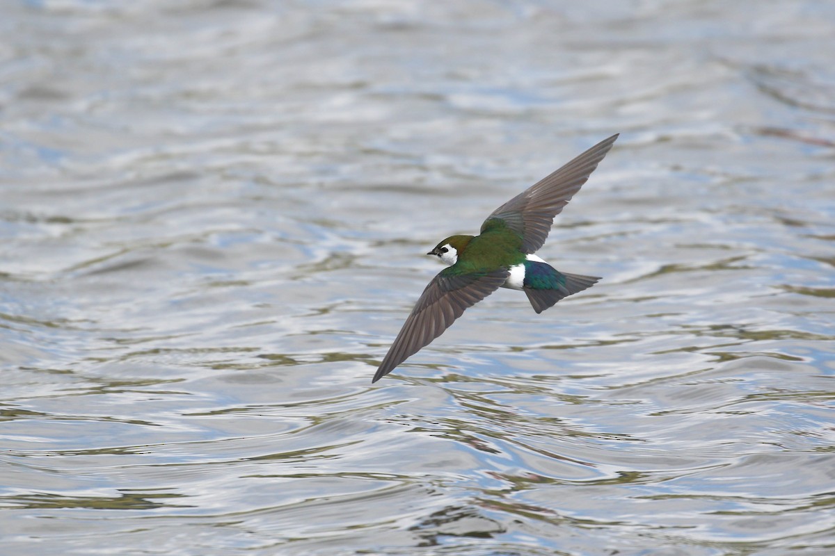 Violet-green Swallow - Alex Lamoreaux