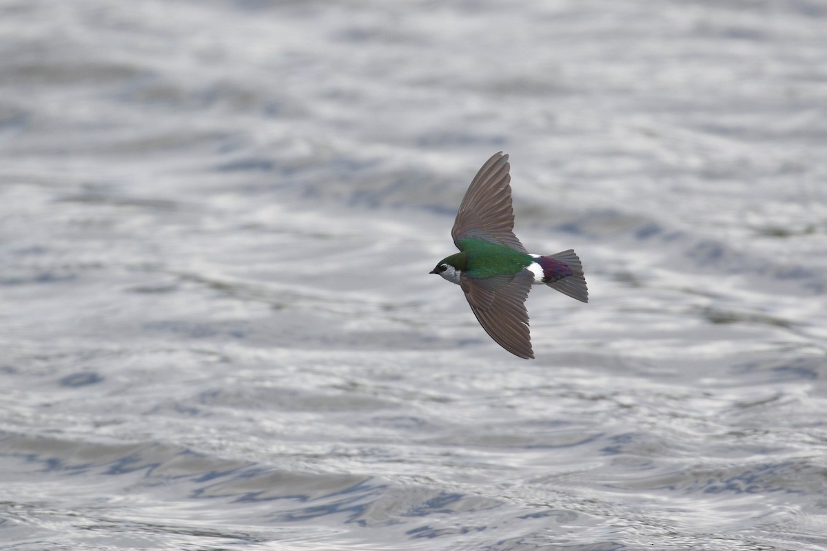 Violet-green Swallow - ML219240091