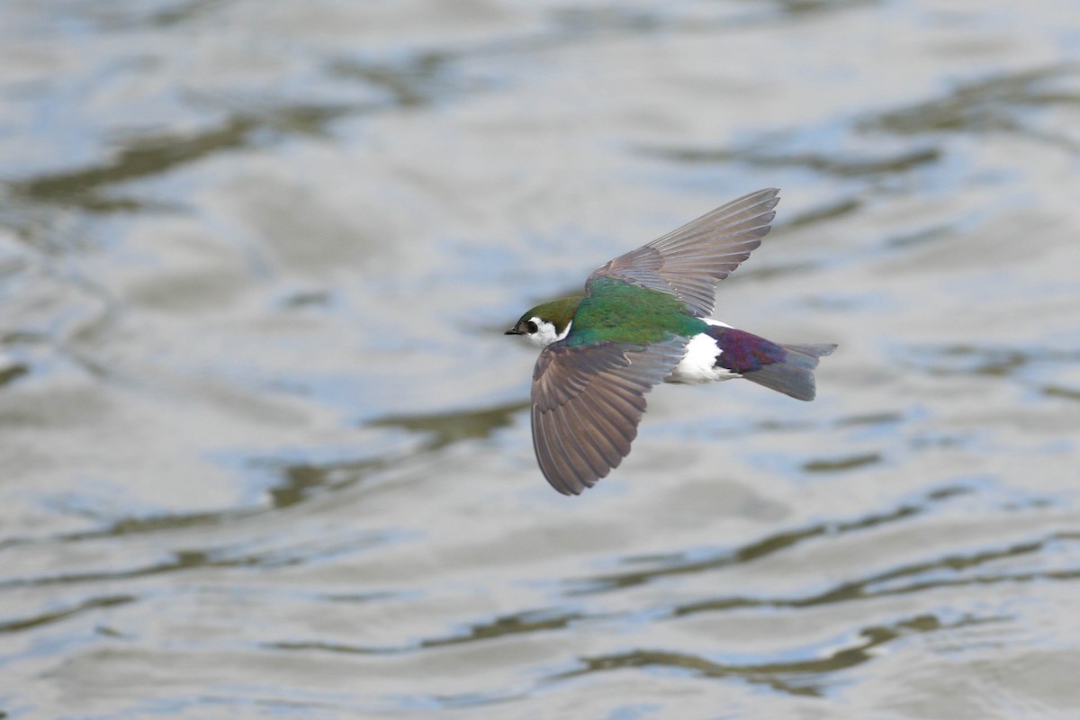 Violet-green Swallow - ML219240131