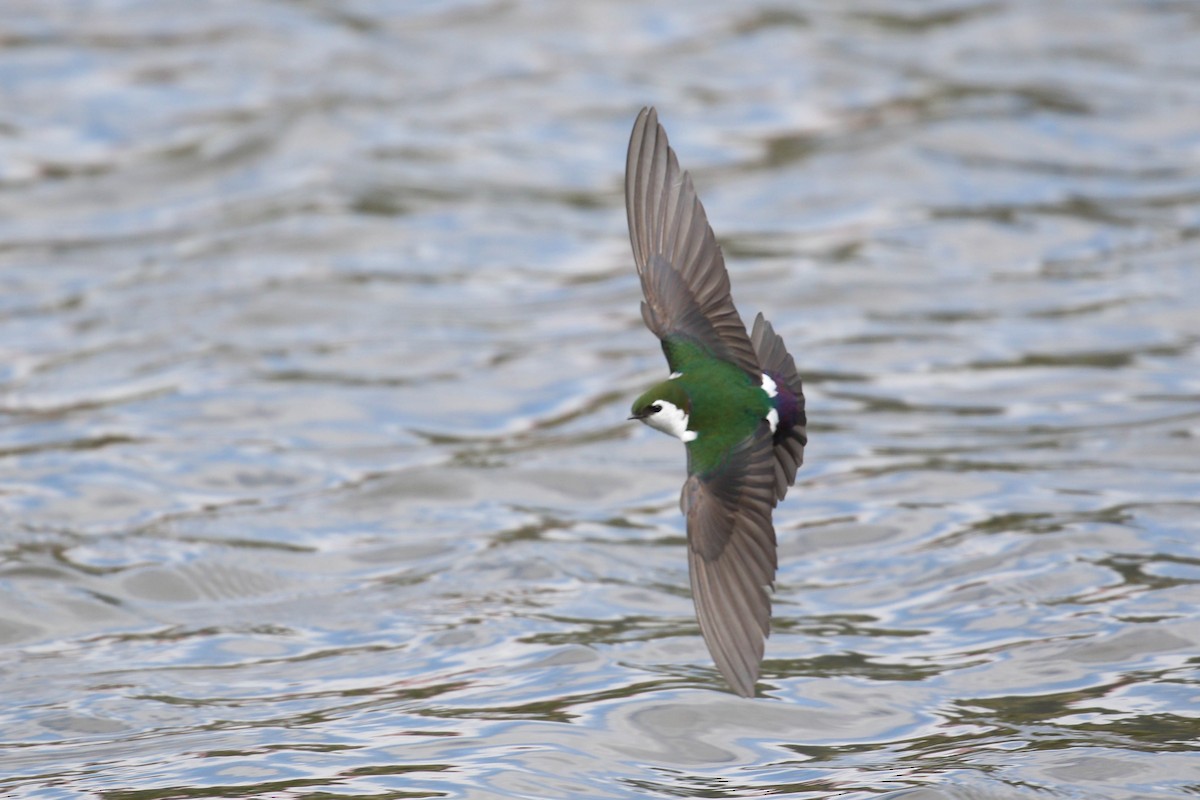 Violet-green Swallow - Alex Lamoreaux