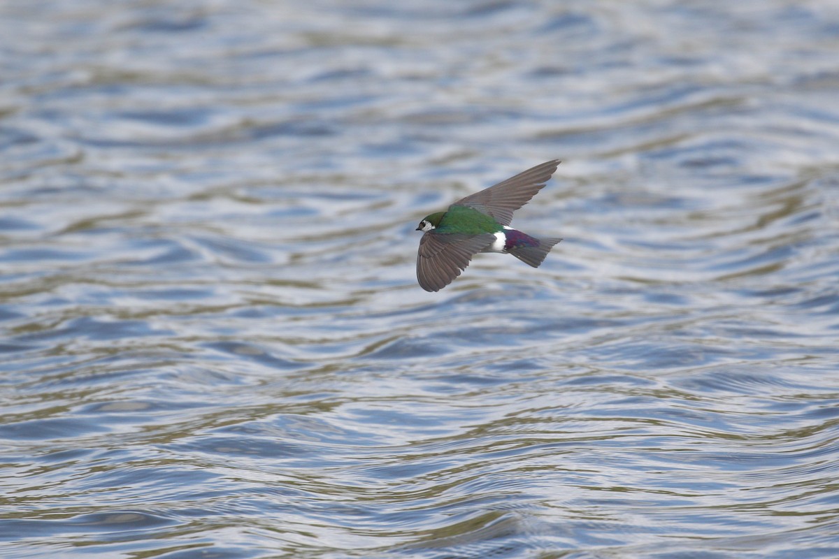 Violet-green Swallow - ML219240221