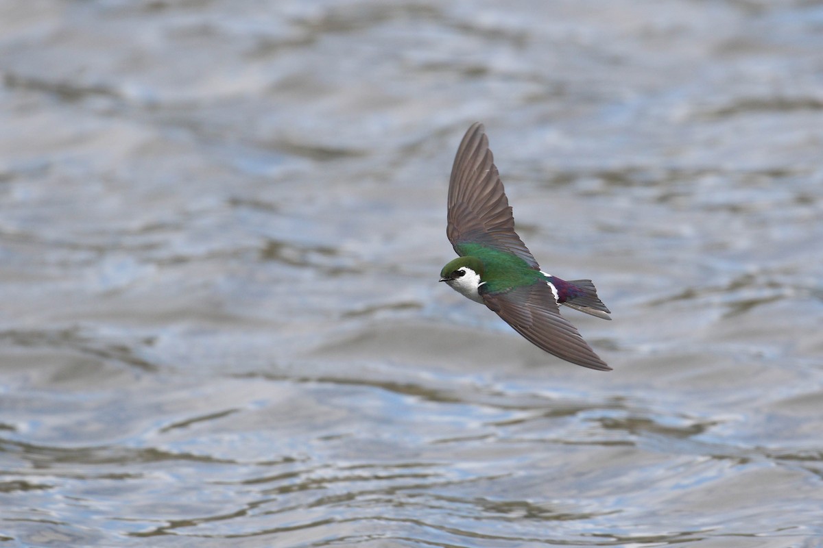 Violet-green Swallow - ML219240241