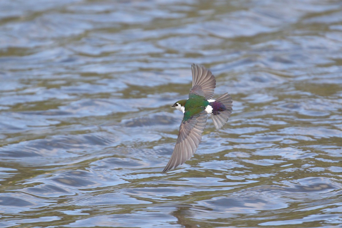Violet-green Swallow - ML219240271