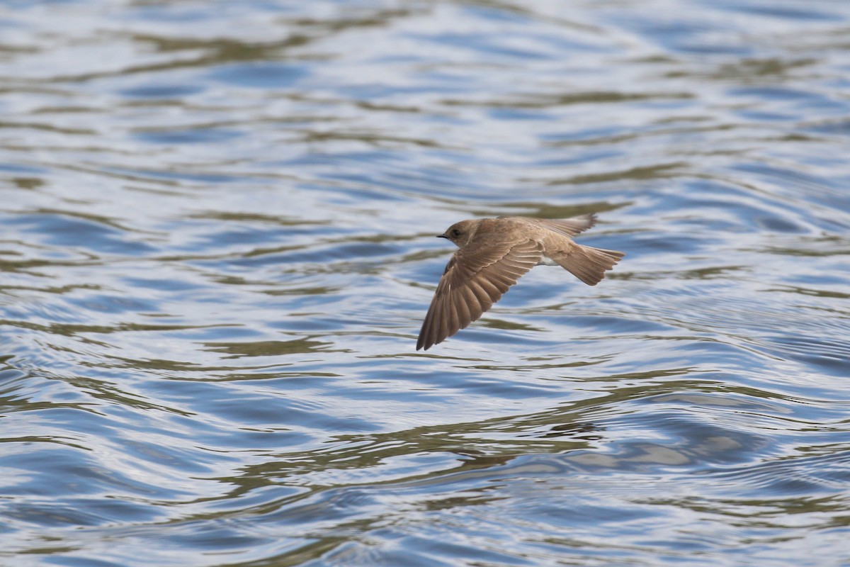 Northern Rough-winged Swallow - Alex Lamoreaux