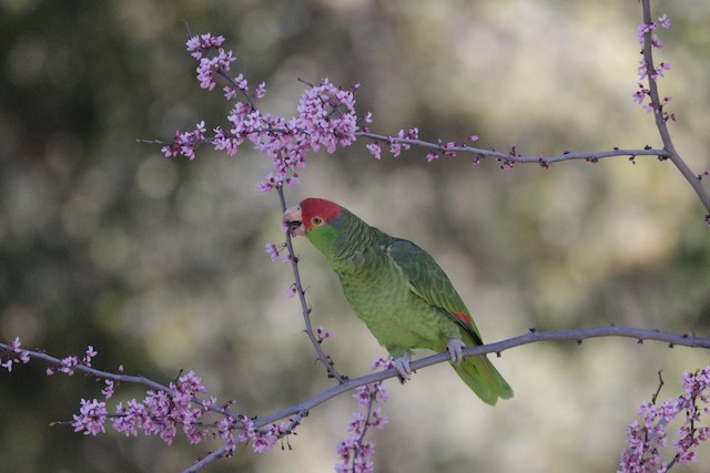 Bird feeding on small flowers. - Red-crowned Parrot - 