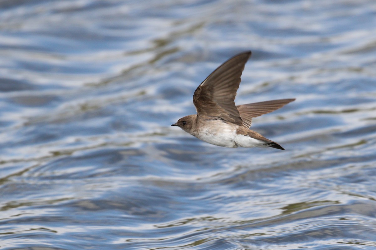 Northern Rough-winged Swallow - Alex Lamoreaux