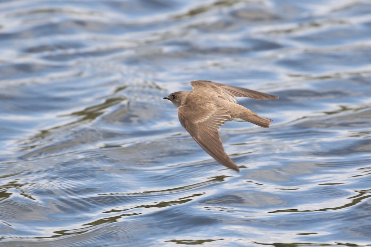 Northern Rough-winged Swallow - ML219240351