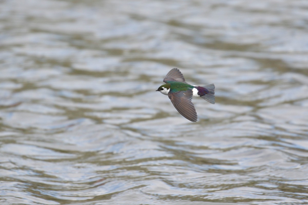 Violet-green Swallow - ML219240371