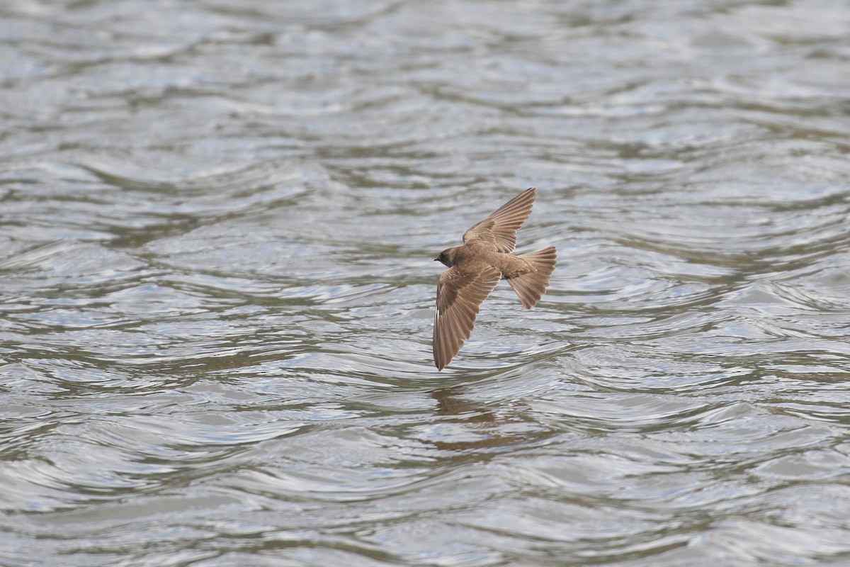 Northern Rough-winged Swallow - ML219240401