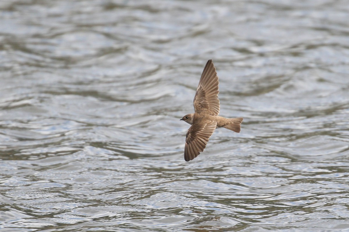 Northern Rough-winged Swallow - ML219240421