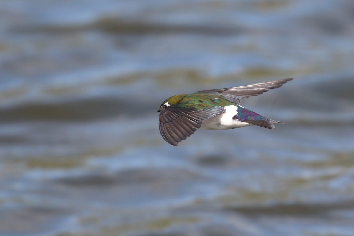 Violet-green Swallow - ML219240481