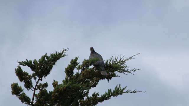 Band-tailed Pigeon - ML219242091