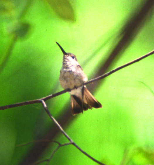 Tumbes Hummingbird - ML219242171