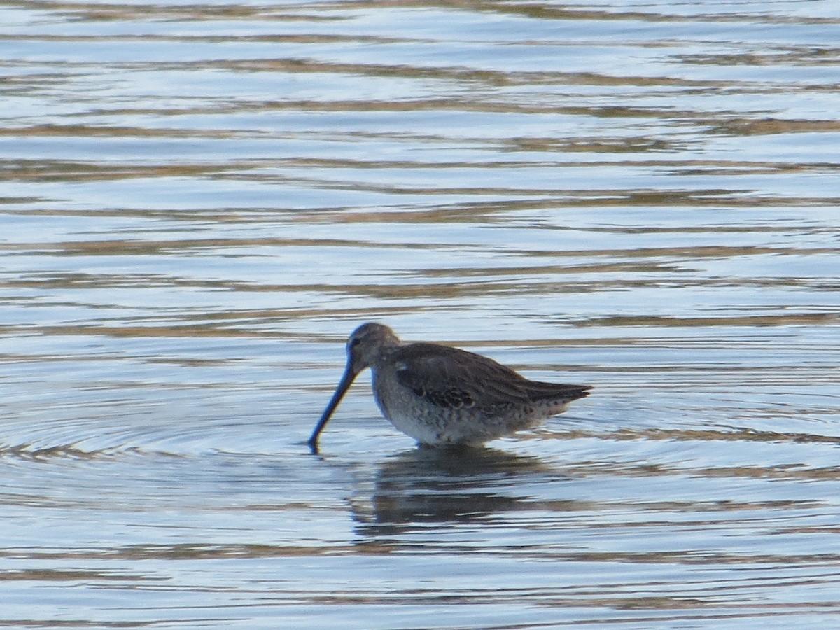 Long-billed Dowitcher - ML219243521