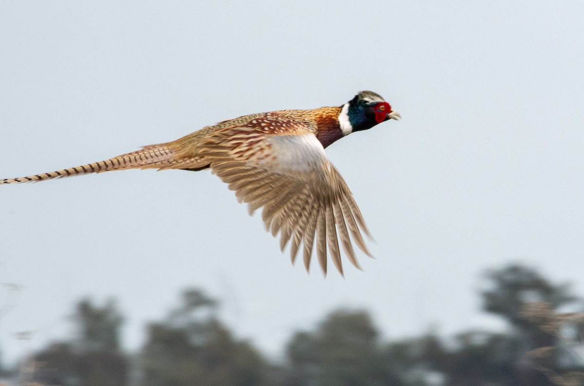 Ring-necked Pheasant - Kim Brown
