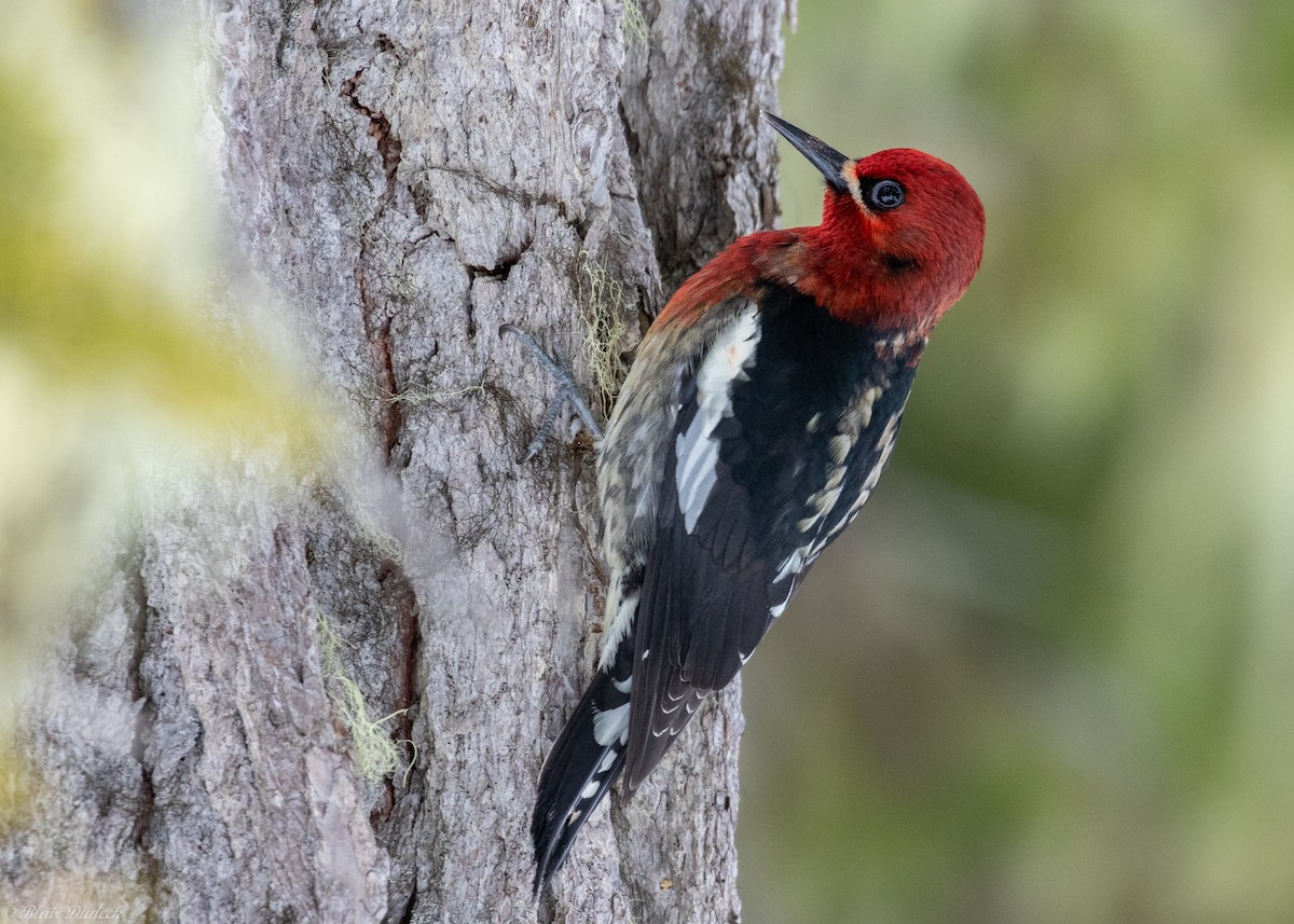 Red-breasted Sapsucker - ML219244181