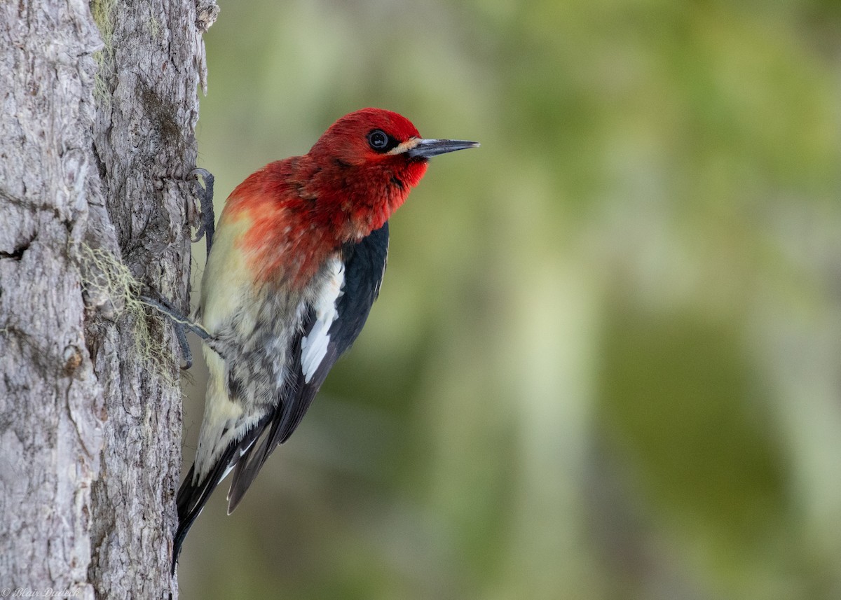 Red-breasted Sapsucker - ML219244201